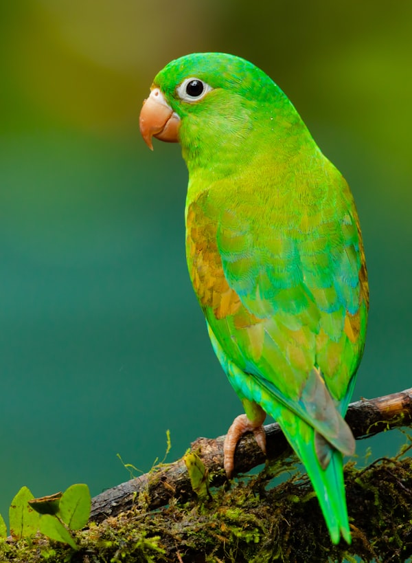 Avian & Exotic Pets Care